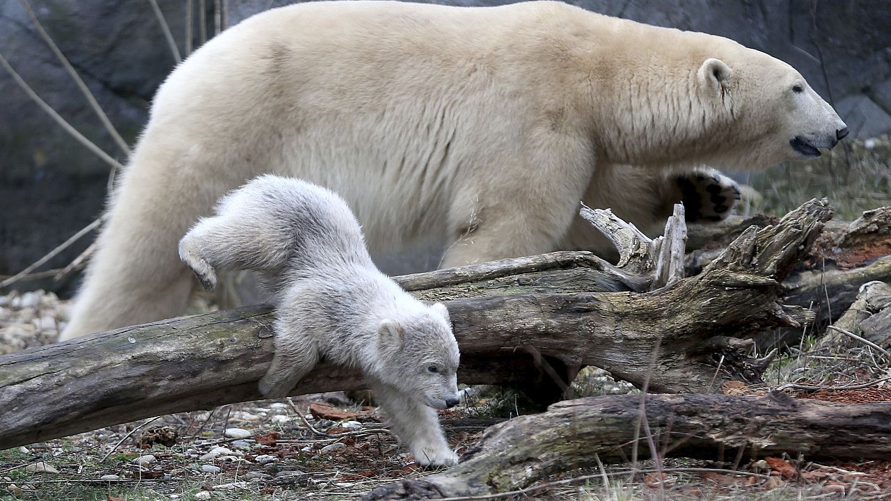 Osos polares obligados a cazar renos en lugar de focas debido al cambio climático Euronews