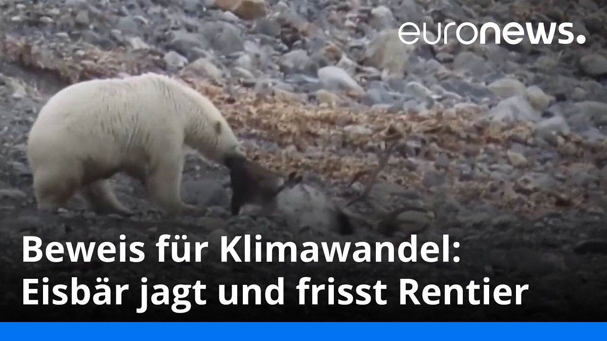 Das Jagdverbot für Rentiere in Spitzbergen gilt nicht für Eisbären...