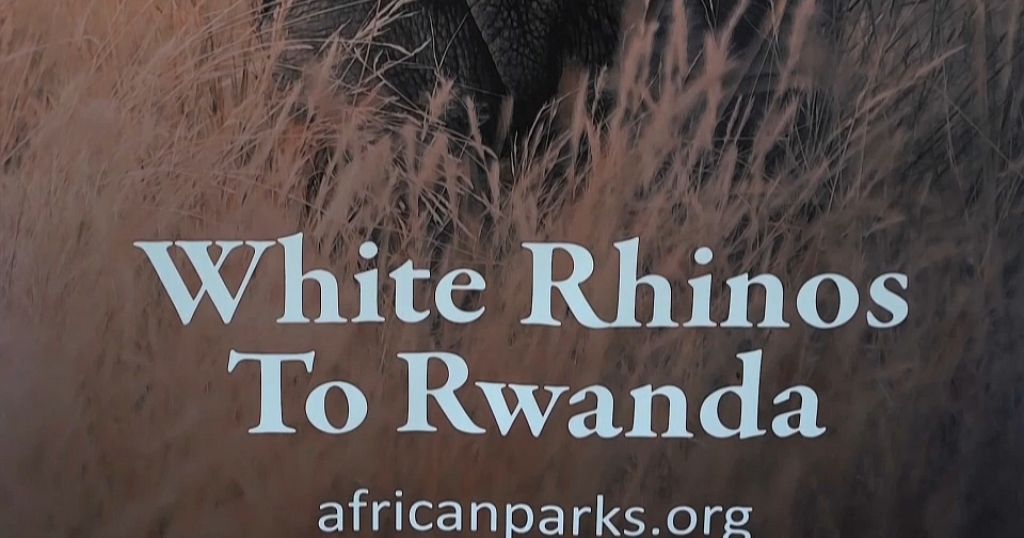 Thirty white rhinos arrive in Rwanda in a bid to save the species