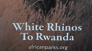 Rwanda : le parc national d'Akagera accueille 30 rhinocéros blancs