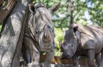 Llegan 30 rinocerontes blancos a Ruanda desde Sudáfrica donde los furtivos matan a tres cada día