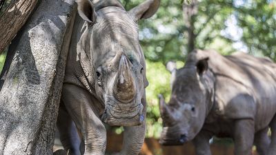 Rinocerontes brancos chegam ao Ruanda