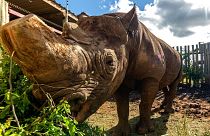 Munu the blind rhino