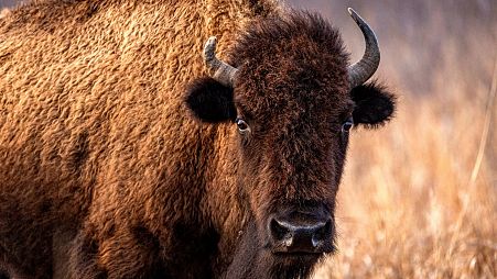 There are now 105 wild bison living in Romania's Carpathian Mountains
