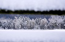 Fresh fallen snow covers trees in northern Italian province of South Tyrol, Italy, Sunday, Nov. 28, 2021.