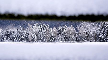 Fresh fallen snow covers trees in northern Italian province of South Tyrol, Italy, Sunday, Nov. 28, 2021.