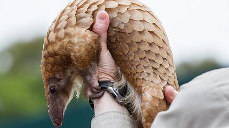 Pangolins are the most trafficked mammal in the world because of their scales
