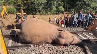 قطار في الهند يقتل فيلين كانا يمشيان فوق القضبان الحديدية
