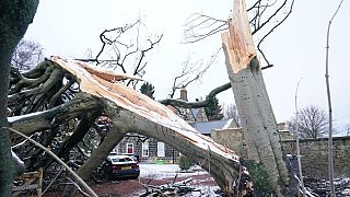 A fallen tree in northeast England after Storm Arwen.
