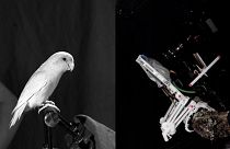 Stanford engineers have developed a bird-like robot capable of grasping and perching on branches.