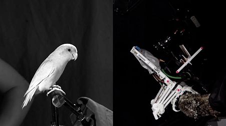 Stanford engineers have developed a bird-like robot capable of grasping and perching on branches.