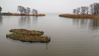 Τεχνητά νησάκια λύνουν το πρόβλημα του ευτροφισμού στις λιμνοθάλασσες της Βαλτικής