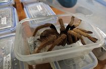Colombian authorities said 232 tarantulas were among the attempted shipment.