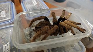 Colombian authorities said 232 tarantulas were among the attempted shipment.