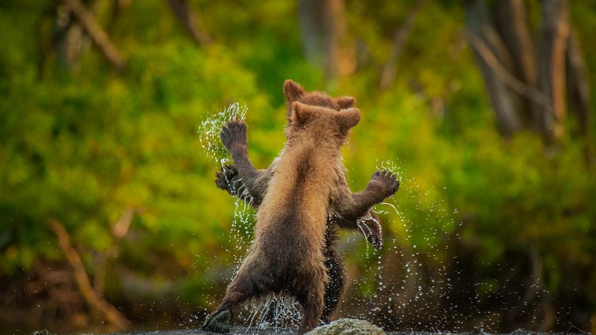 اثر اندی پارکینسون با عنوان «بیایید با هم برقصیم» عکسی خیره کننده از دو خرس پامچاتکا را نشان می دهد که در حال بازی وشاید دعوا با یکدیگرند.