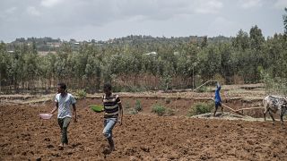 Ethiopia shuts schools to aid harvest of fighters' crop fields - Reports