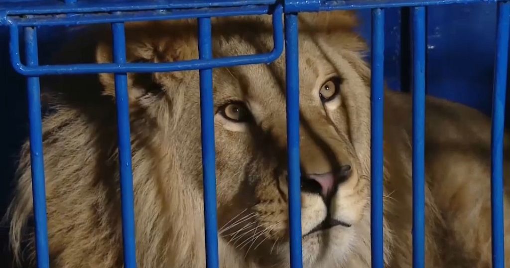 Rescued big cats leave Russia for Tanzania - Vimarsana News