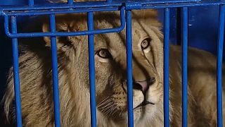 Tanzanie : maltraité en Russie, un lion retourne à la vie sauvage