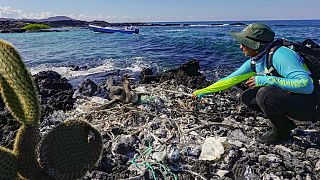 Eine Biologin des Galapagos-Nationalparks sammelt Müll aus dem Nest eines flugunfähigen Kormorans an der Küste im Galapagos-Archipel im Pazifik,  21.02.2019