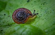 The minuscule snails were believed to have been lost forever.