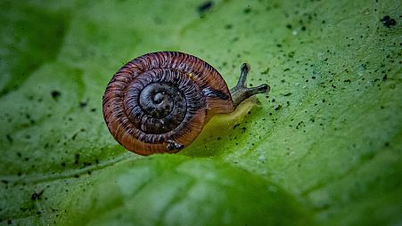 The minuscule snails were believed to have been lost forever.