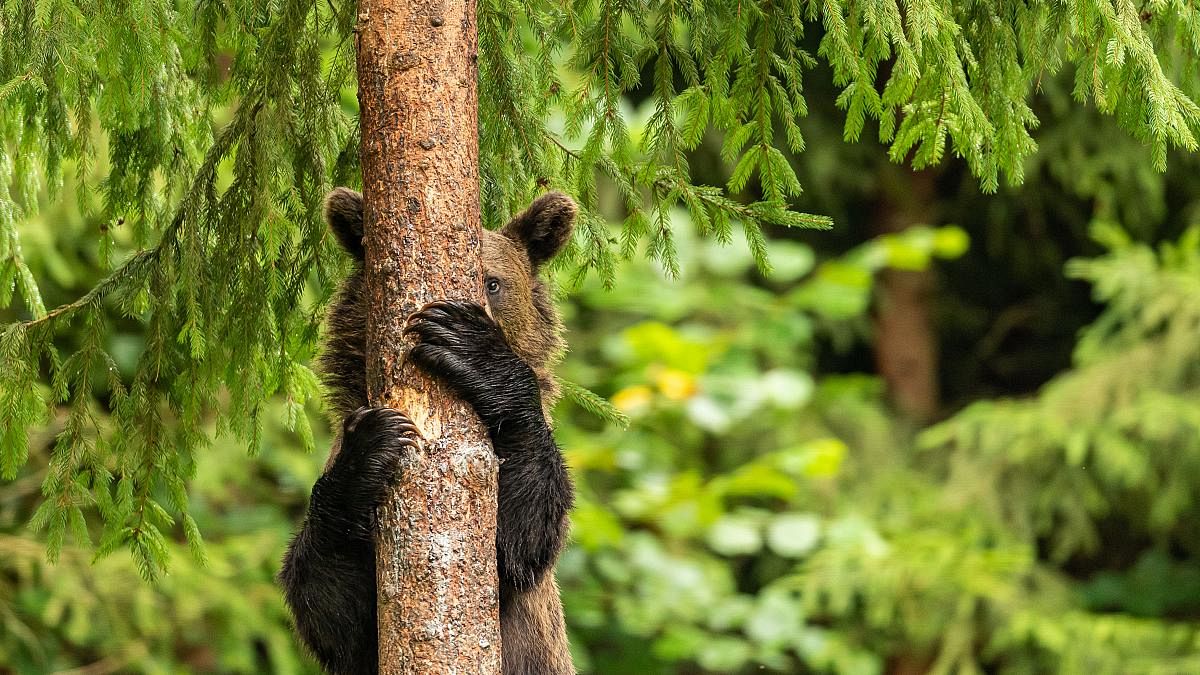 Schwarzbär lugt hinter einem Baum hervor