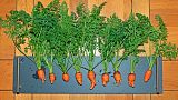 A row of wonky carrots