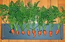 A row of wonky carrots