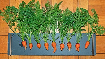 A row of wonky carrots