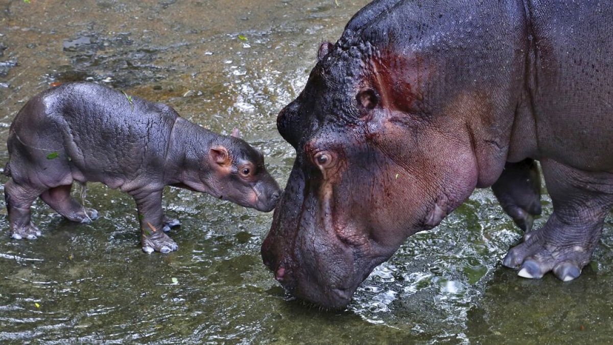 FILE: Hippos play inside their enclosure at the Bannerghatta National Park, near Bangalore, India, Wednesday, July 1, 2015.