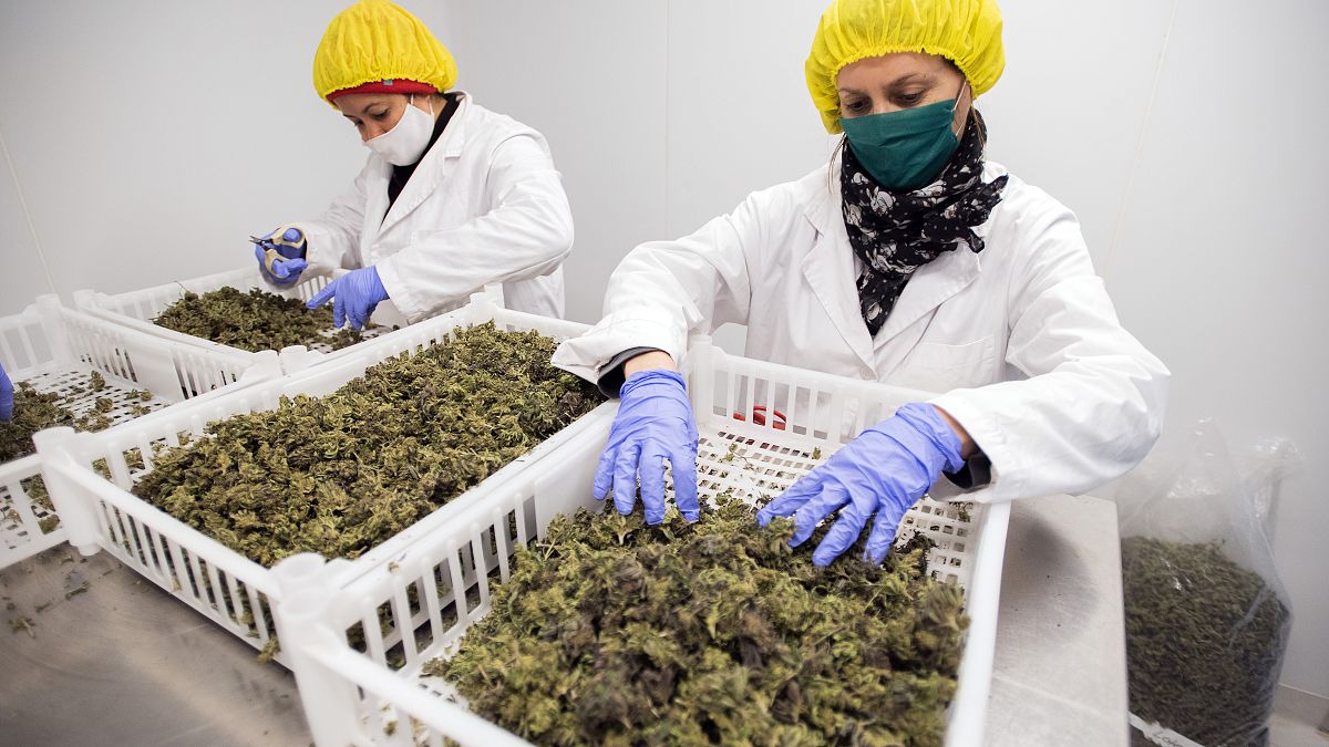 Expertos seleccionan las flores de cannabis para la exportación en la granja de la empresa CPlant en las afueras de Tala, Uruguay, el 13 de agosto de 2020. (Archivo).