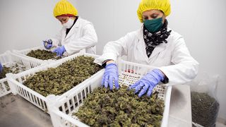 Expertos seleccionan las flores de cannabis para la exportación en la granja de la empresa CPlant en las afueras de Tala, Uruguay, el 13 de agosto de 2020. (Archivo).