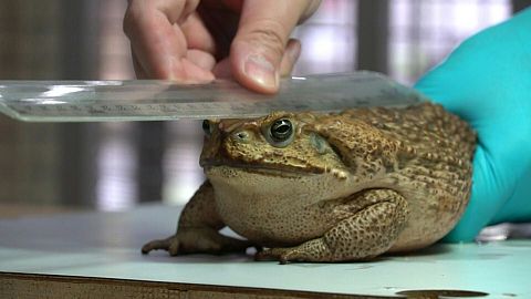 Taiwan rushes to contain sudden cane toad invasion