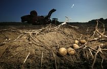 В 2022 году России, возможно, придется увеличить импорт картофеля
