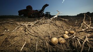 В 2022 году России, возможно, придется увеличить импорт картофеля