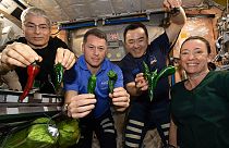 Astronaut:innen Mark Vande Hei, Shane Kimbrough, Akihiko Hoshide und Megan McArthur an Bord der ISS mit selbstgezüchteten Chilischoten, 05.11.2021