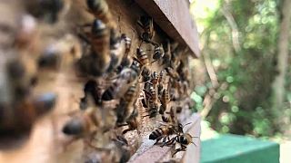 Ouganda : le venin d'abeille, remède miracle non standardisé