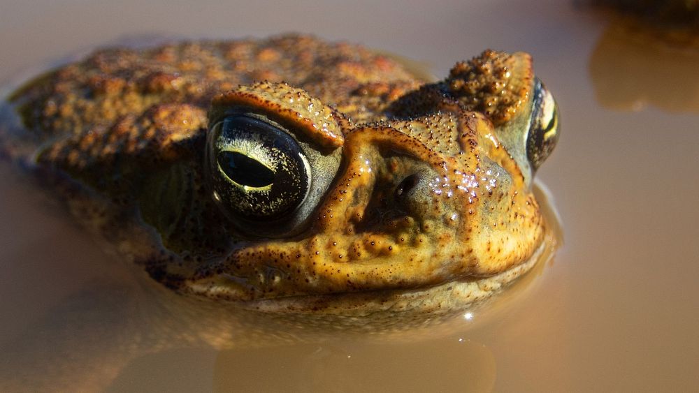 which-country-is-struggling-to-contain-a-toad-invasion