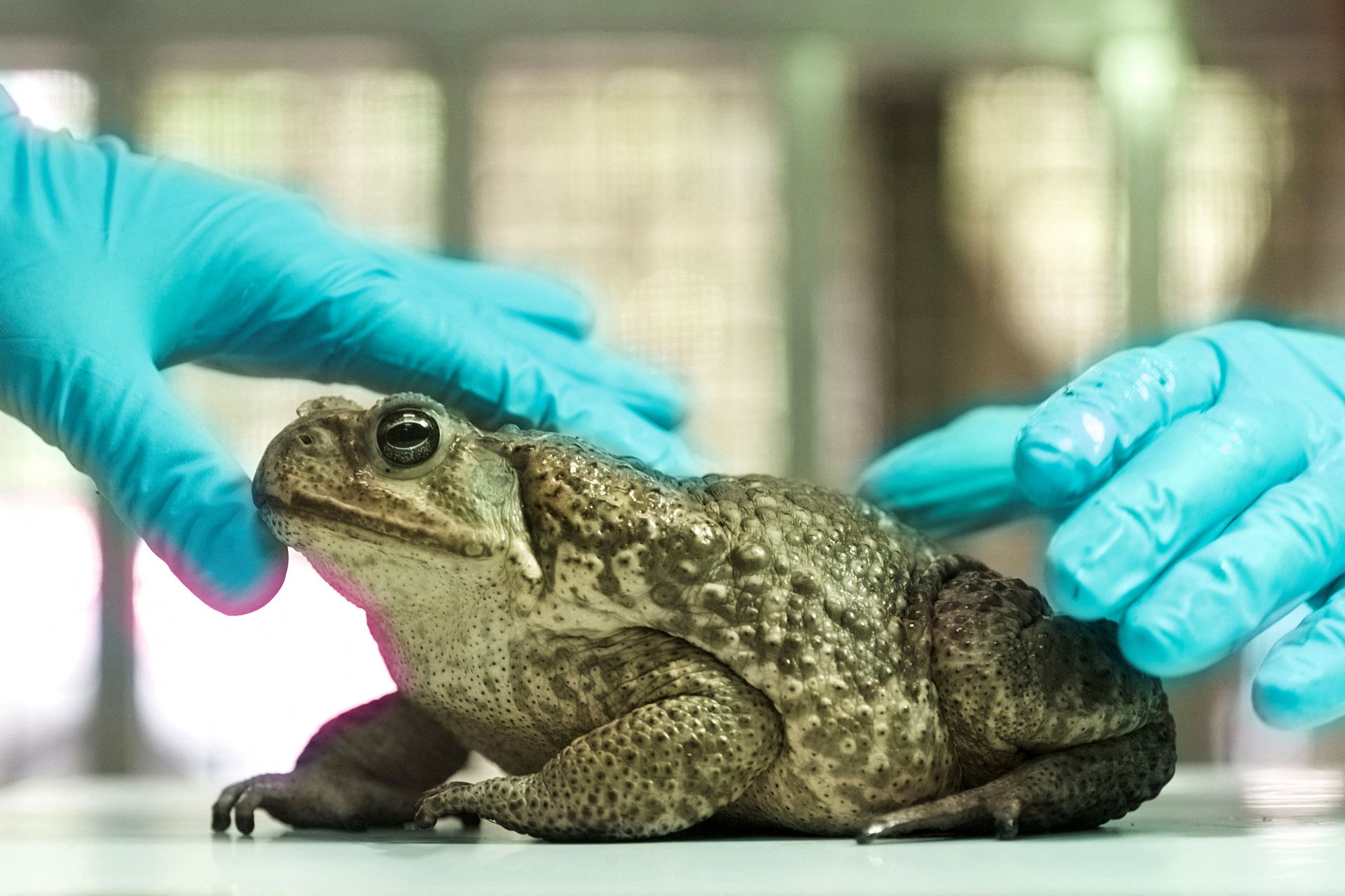 Toad Attack Examples Taiwan is struggling to contain a mass toad invasion | Euronews