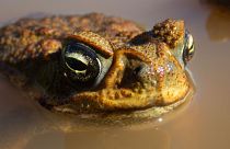 Cane toads are highly toxic.