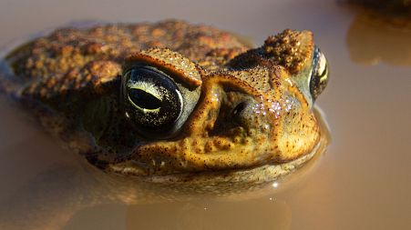 Cane toads are highly toxic.