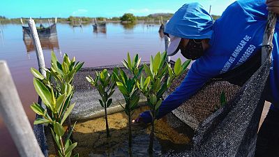 Supporting a mangrove-planting project would make a great environmental present.