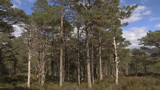 Escócia oferece árvores pelo bem-estar do planeta e do homem