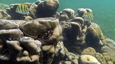 Océan Indien : risque d'effondrement des coraux sur la côte africaine
