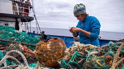 The researchers teamed up with the Ocean Voyages Institute to collect plastic debris.