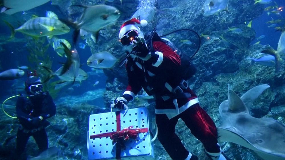 santa-brings-christmas-gifts-to-fish-in-bangkok-aquarium