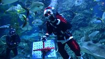 Diver in Santa Claus costume carrying gift box with fish food in Bangkok aquarium.