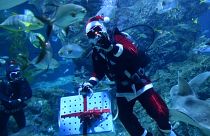 Häppchen für den Hai vom Weihnachtsmann