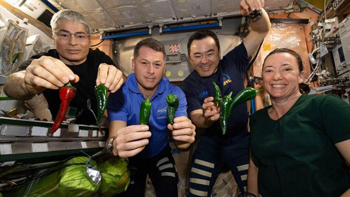Los astronautas Mark Vande Hei, Shane Kimbrough, Akihiko Hoshide y Megan McArthur a bordo de la ISS con pimientos de cosecha propia, 05.11.2021 
