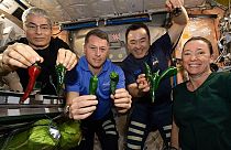 Los astronautas Mark Vande Hei, Shane Kimbrough, Akihiko Hoshide y Megan McArthur a bordo de la ISS con pimientos de cosecha propia, 05.11.2021 